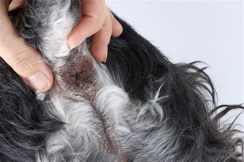 dog has lump on anus|Perianal Adenoma in Dogs: Causes, Symptoms, and Treatment.